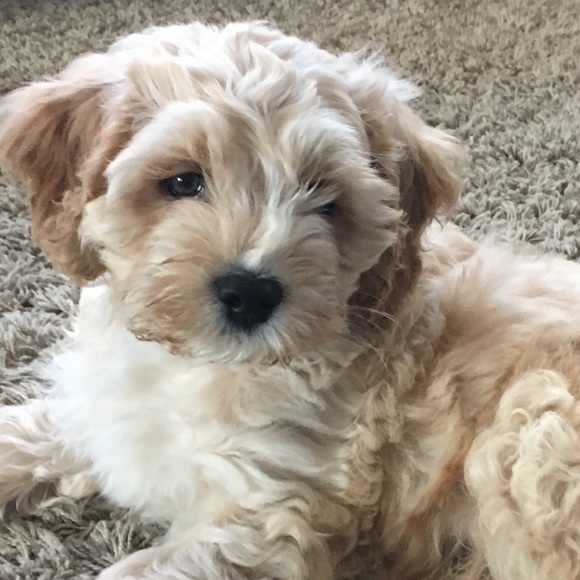 Meet your Posher, Stephanie - Picture 1 of 1